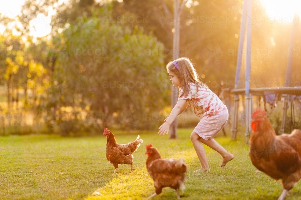 Country kid chasing chickens in golden light on farm - Australian Stock Image