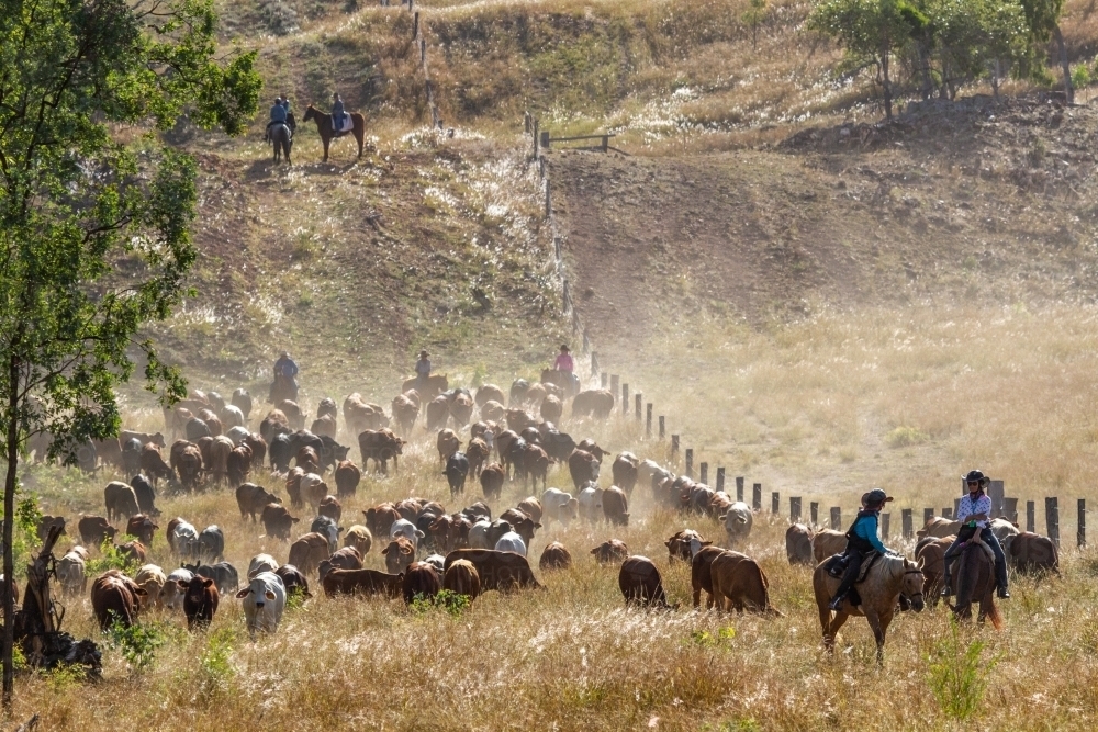 Country ladies mustering cattle on horses. - Australian Stock Image