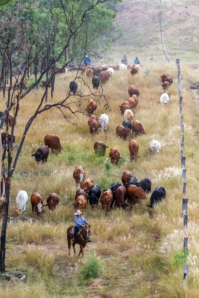 Country lady mustering cattle on horse. - Australian Stock Image