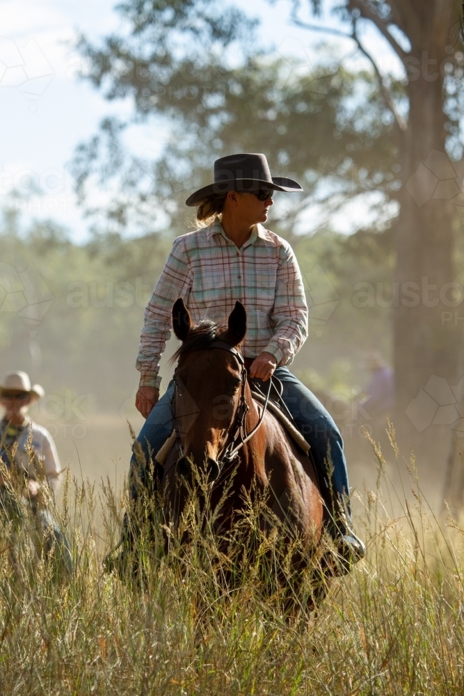 Country lady mustering on horse in tall grass. - Australian Stock Image