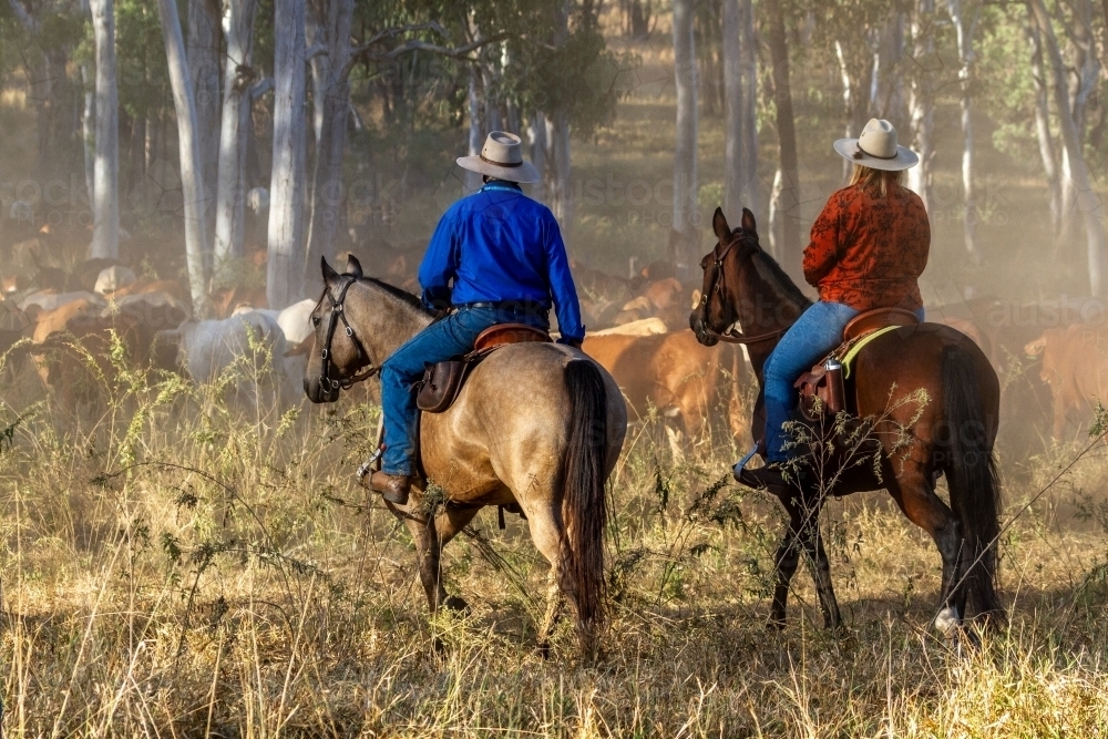 Country man and woman mustering cattle on horses. - Australian Stock Image