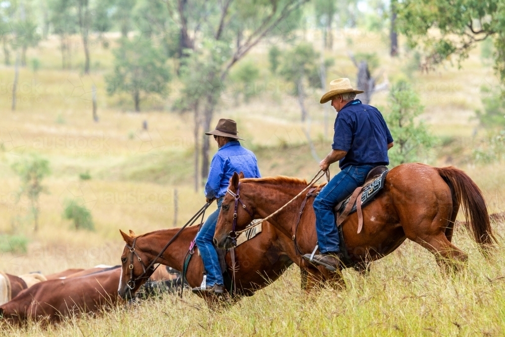 Country man and woman mustering cattle on horses. - Australian Stock Image