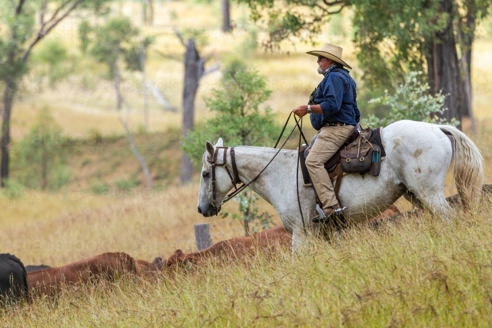 Country man mustering cattle on white horse. - Australian Stock Image