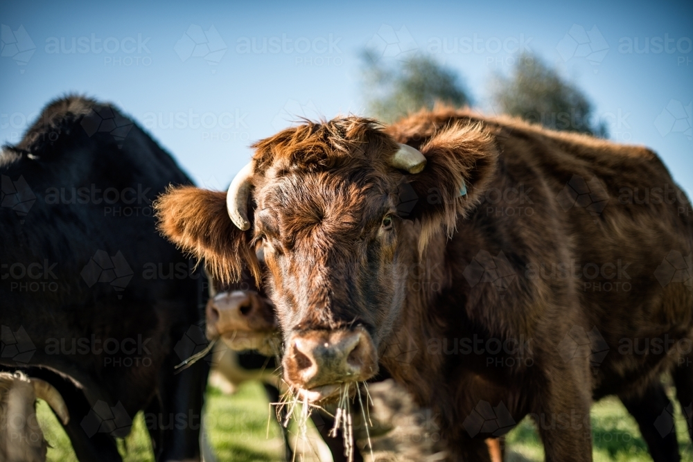 Cow in a group chewing grass - Australian Stock Image