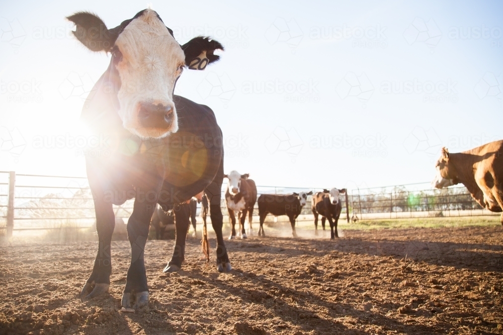 Cow in dusty farm yard with back lighting and sun ray - Australian Stock Image