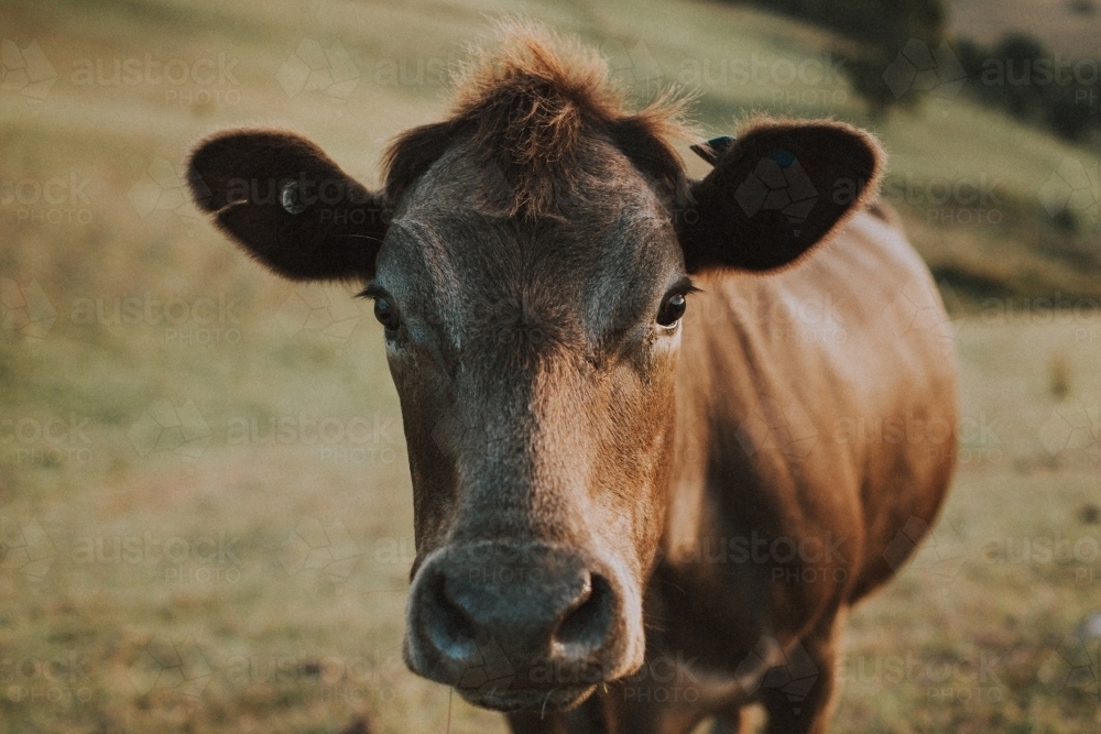 Cow on Farm - Australian Stock Image