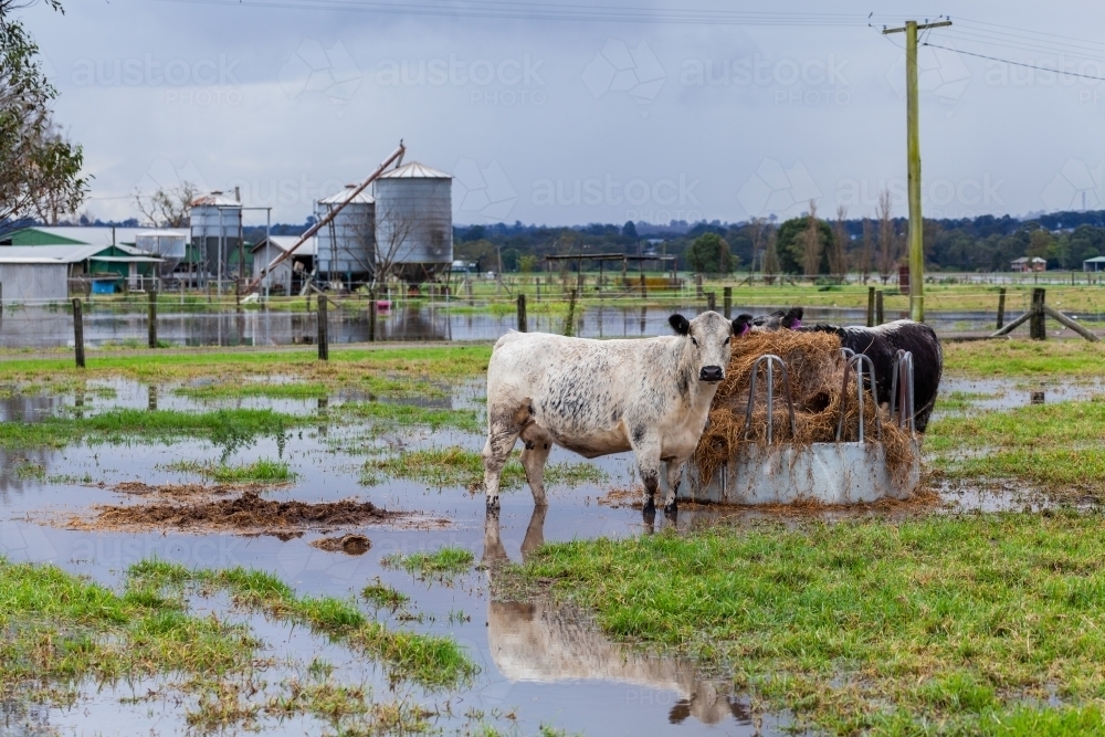 Cow on wet muddy farm in rainy season during natural disaster flood event - Australian Stock Image