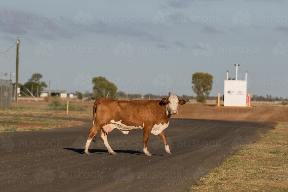 Cow walking across a bitumen road - Australian Stock Image