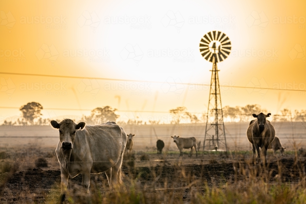 Cows and windmill in dry smoky drought conditions - Australian Stock Image