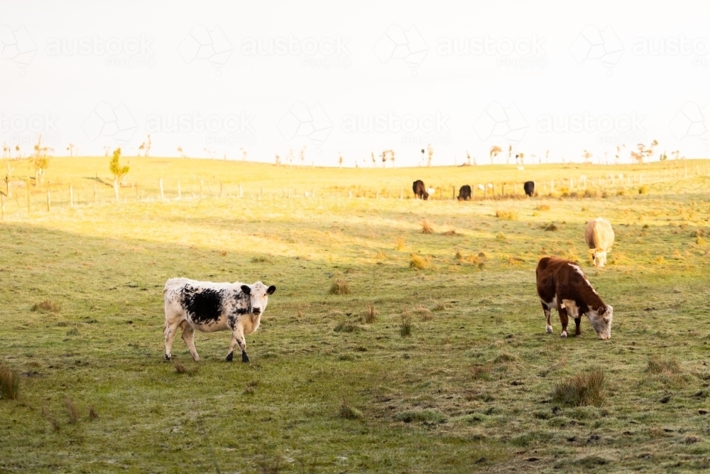 cows at sunrise in a country Australian paddock, focus is on the black and white cow - Australian Stock Image