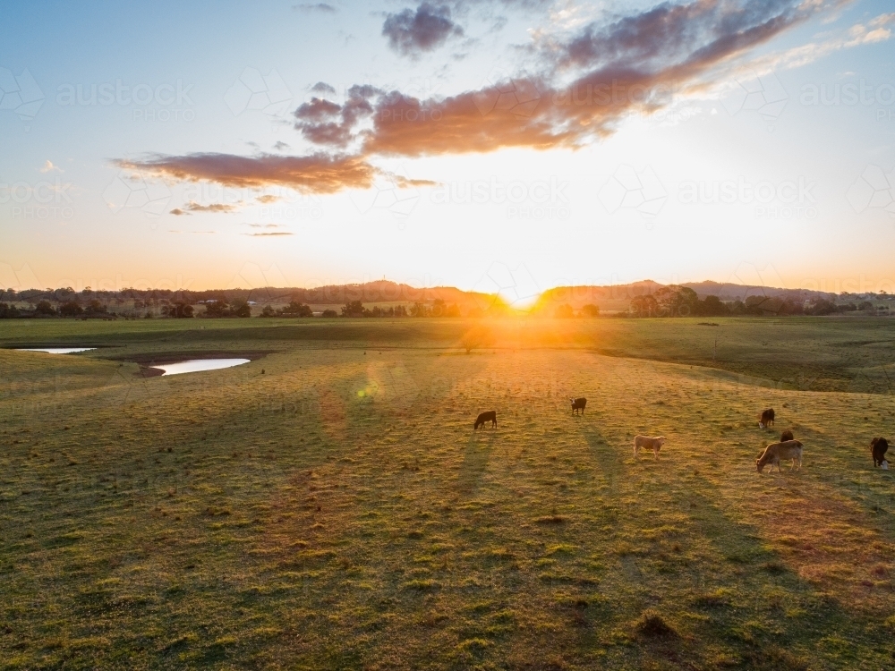 Cows grazing in farm paddock at sunset in Hunter Valley - Australian Stock Image