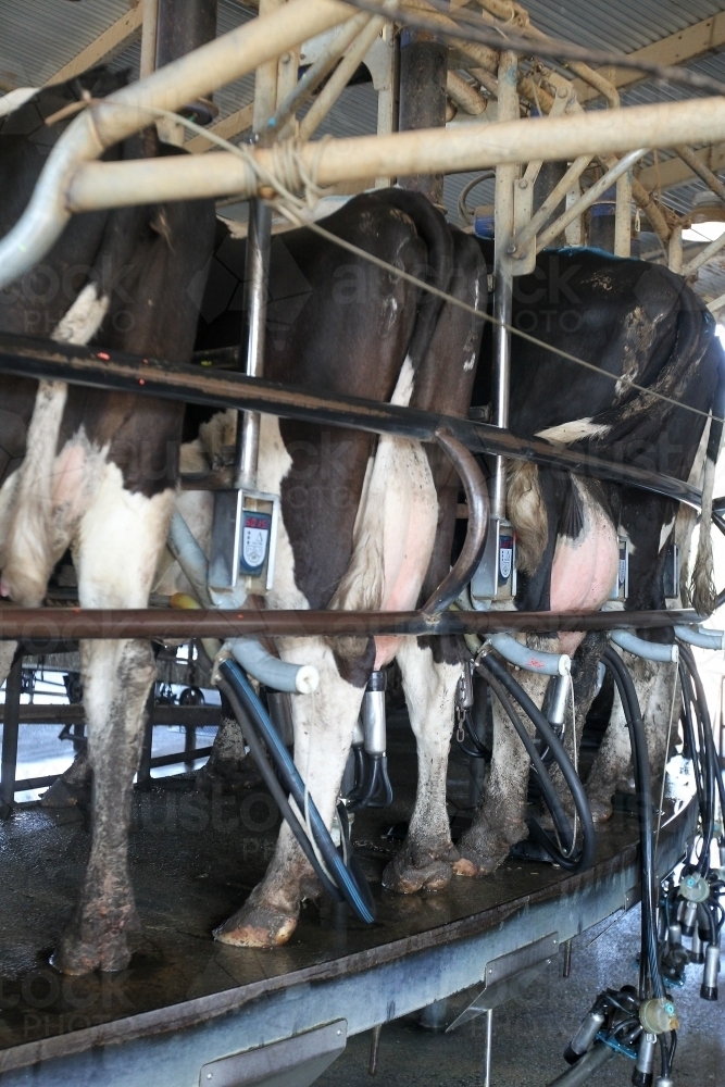 Cows in a rotary dairy - Australian Stock Image