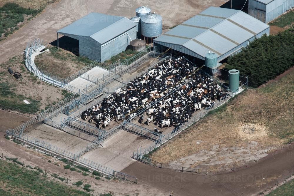 Image of Cows lining up for milking at a dairy from above Austockphoto