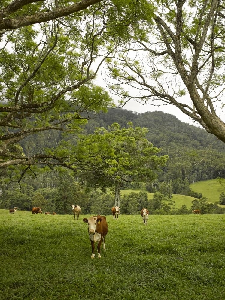 Cows on a farm in Bellingen - Australian Stock Image