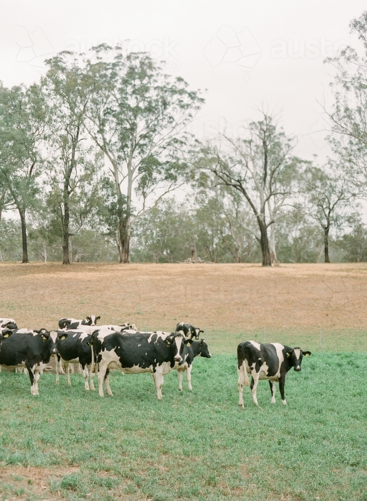 Cows standing in a field with trees in background - Australian Stock Image