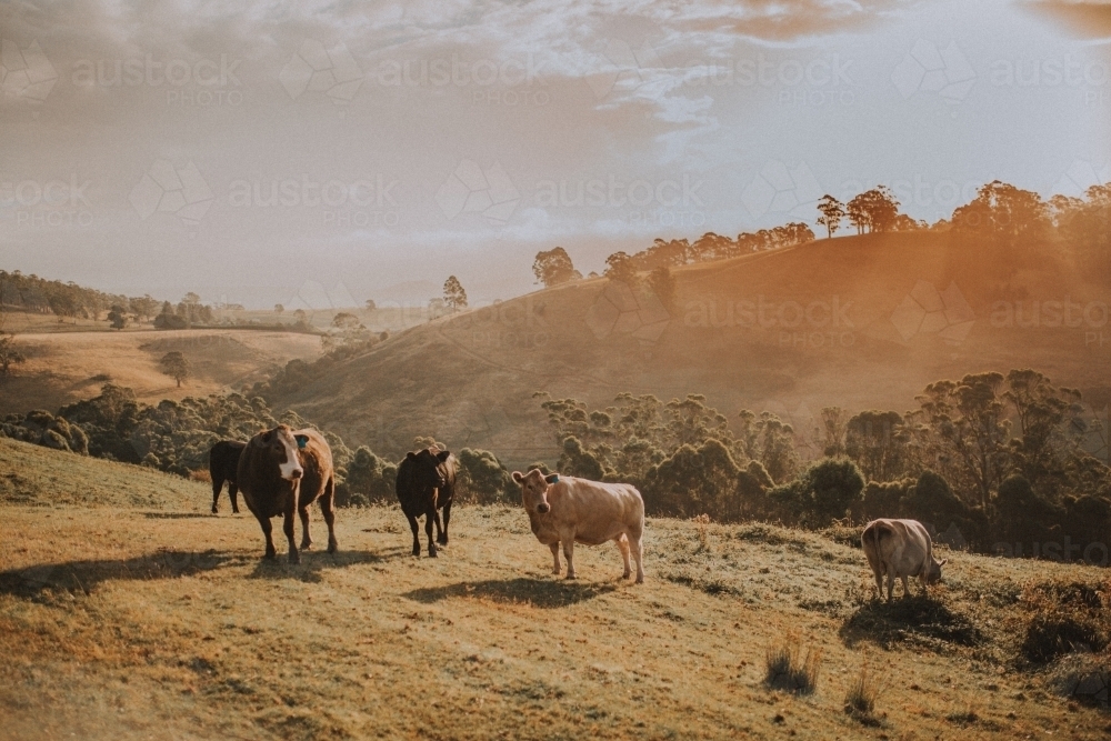 Cows standing on rolling hills at sunset - Australian Stock Image