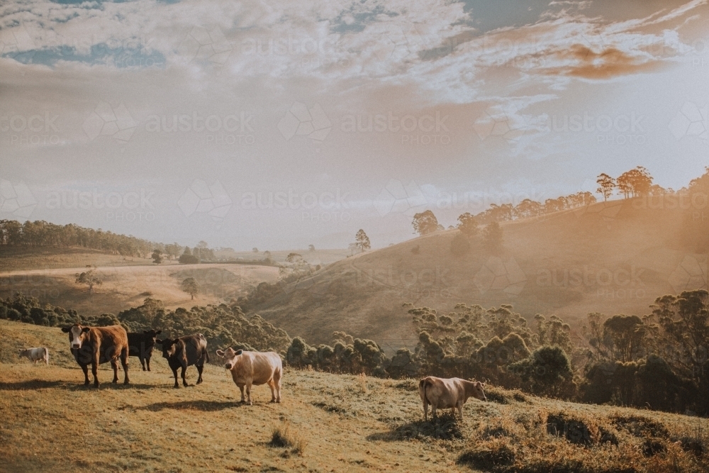 Cows standing on rolling hills at sunset - Australian Stock Image