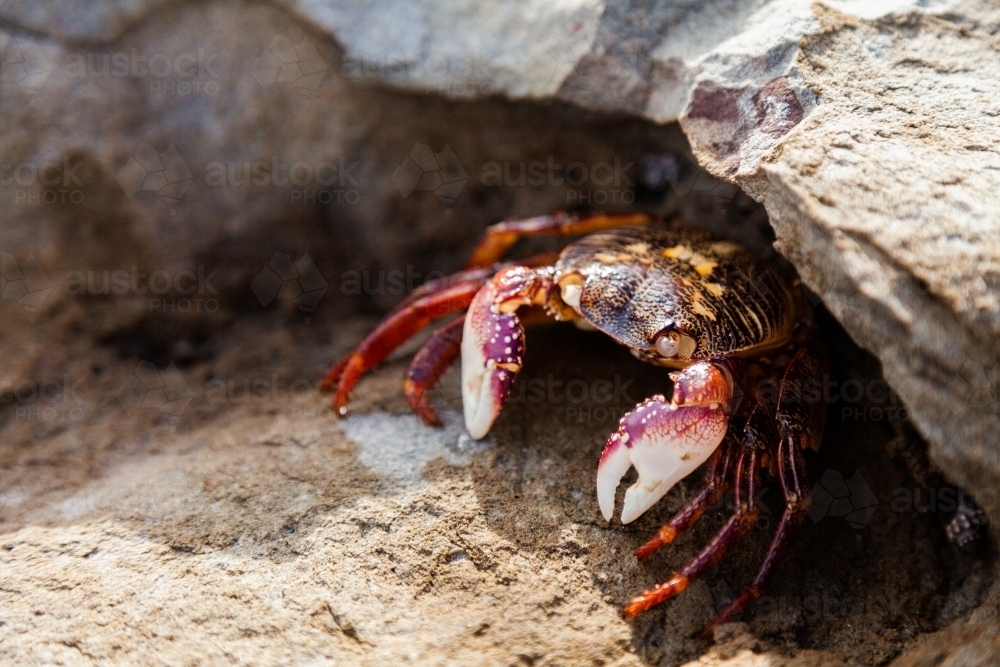 Crab on a rock - Australian Stock Image