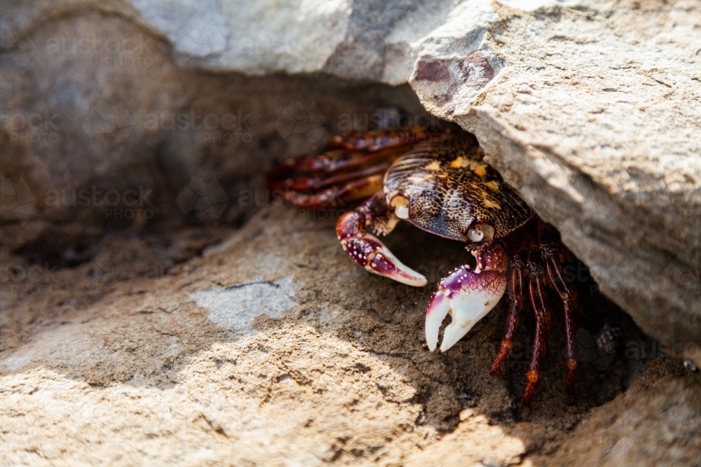 Crab on a rock - Australian Stock Image