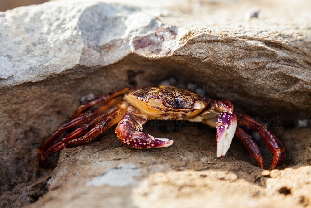 Crab on a rock - Australian Stock Image