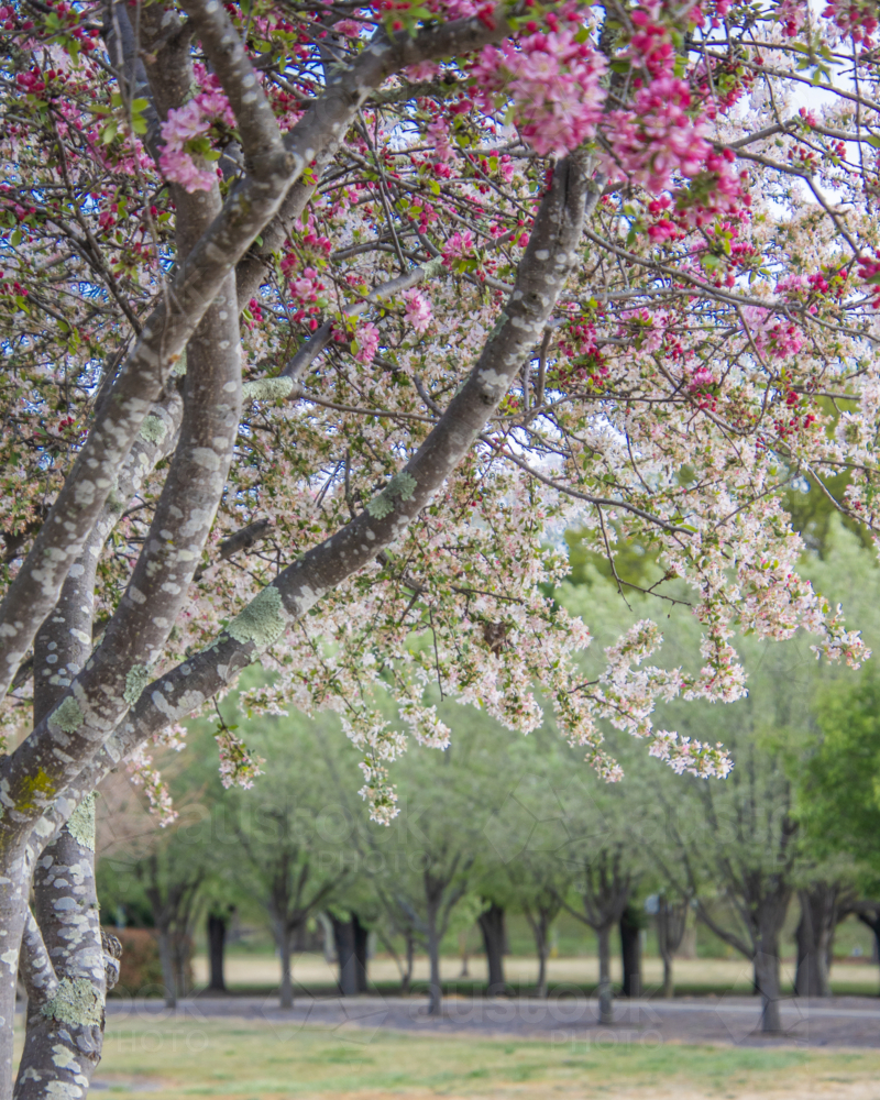 Crabapple trees in bloom - Australian Stock Image