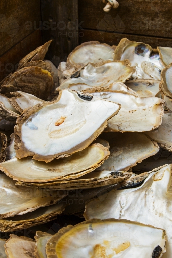 Crate of opened pearl oyster shells - Australian Stock Image