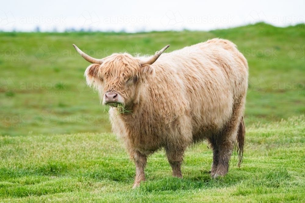 Cream coloured highland cow standing in green pasture - Australian Stock Image