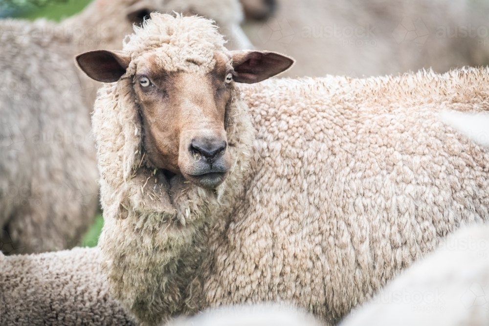 Cream coloured sheep standing amongst flock of sheep - Australian Stock Image