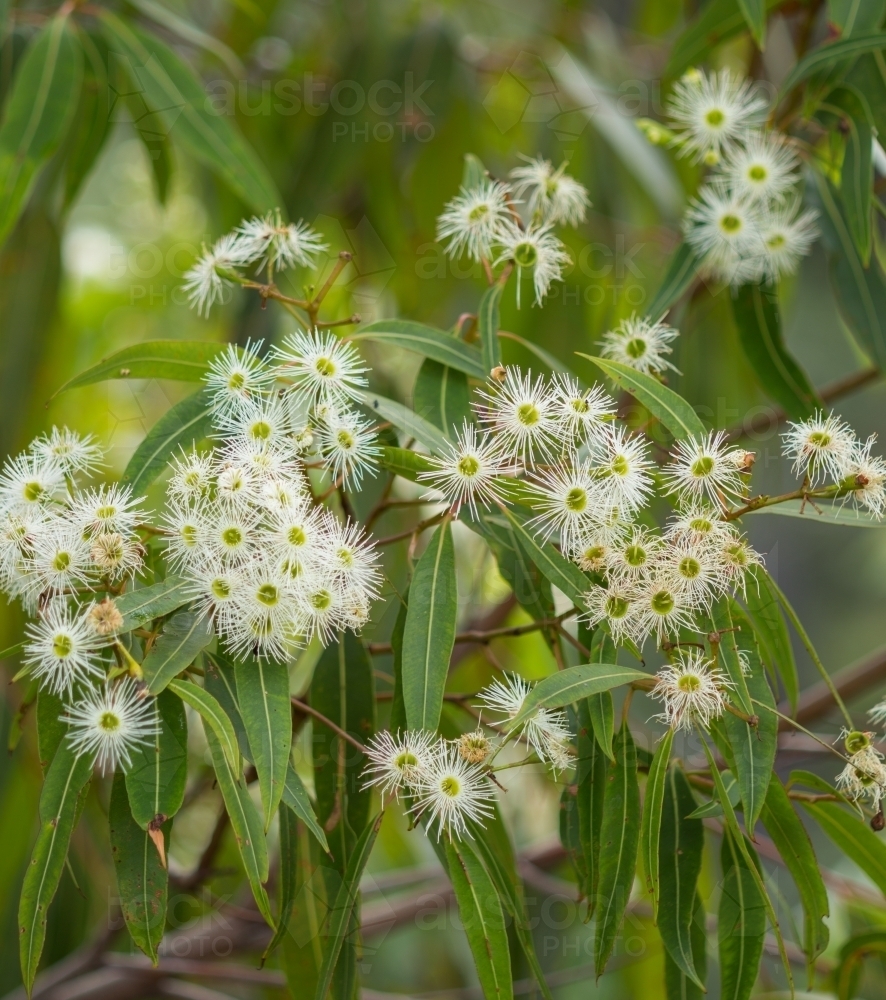 Cream gum blossom and leaves - Australian Stock Image