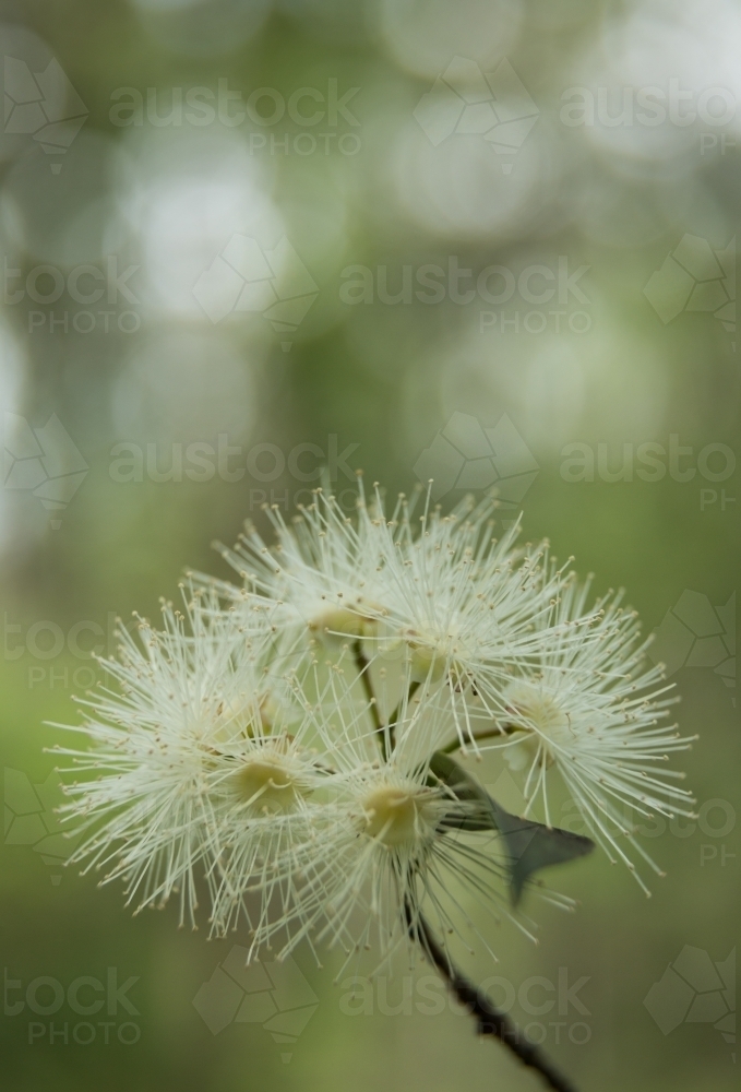 Cream native flower (Syzygium sp.) with highlights and green in background - Australian Stock Image