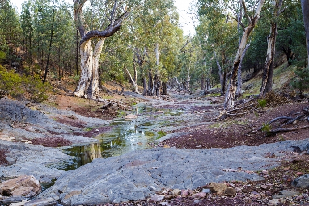 Creek lined with gum trees, horizontal - Australian Stock Image