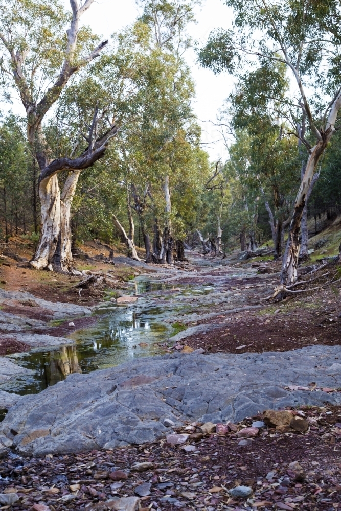 Image of Creek lined with gum trees, vertical - Austockphoto