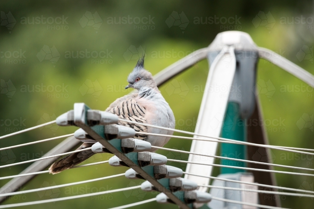 Crested pigeon on washing line - Australian Stock Image