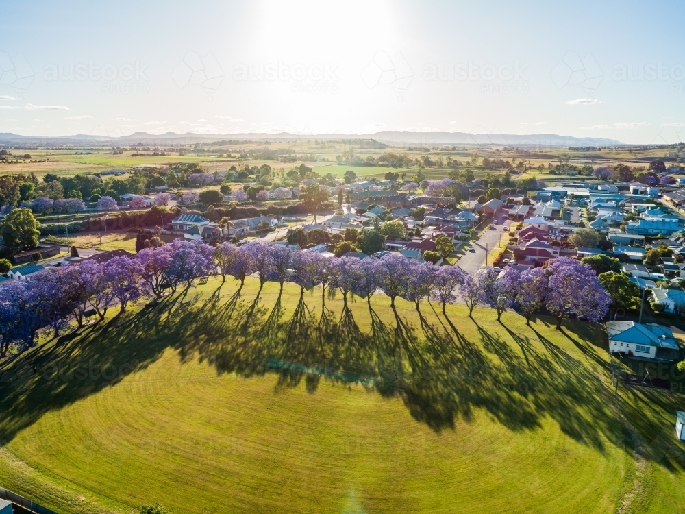 Cricket field surrounded by purple jacaranda trees in flower - Australian Stock Image