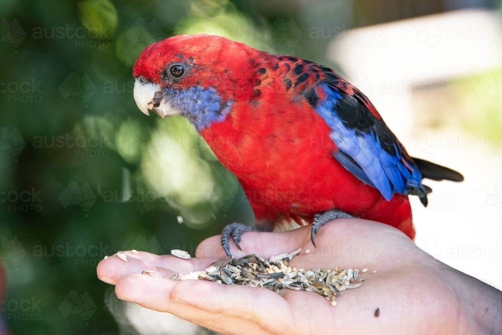 Crimson rosella parrot eating seed out of person’s hand - Australian Stock Image