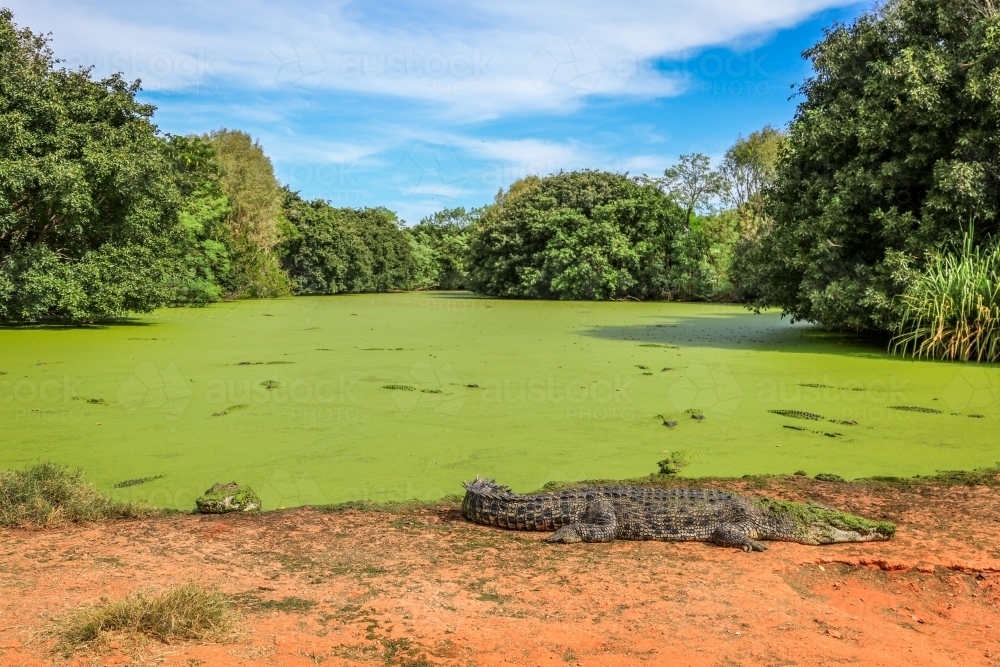 Crocodile on riverbank and multiple crocodiles in river - Australian Stock Image