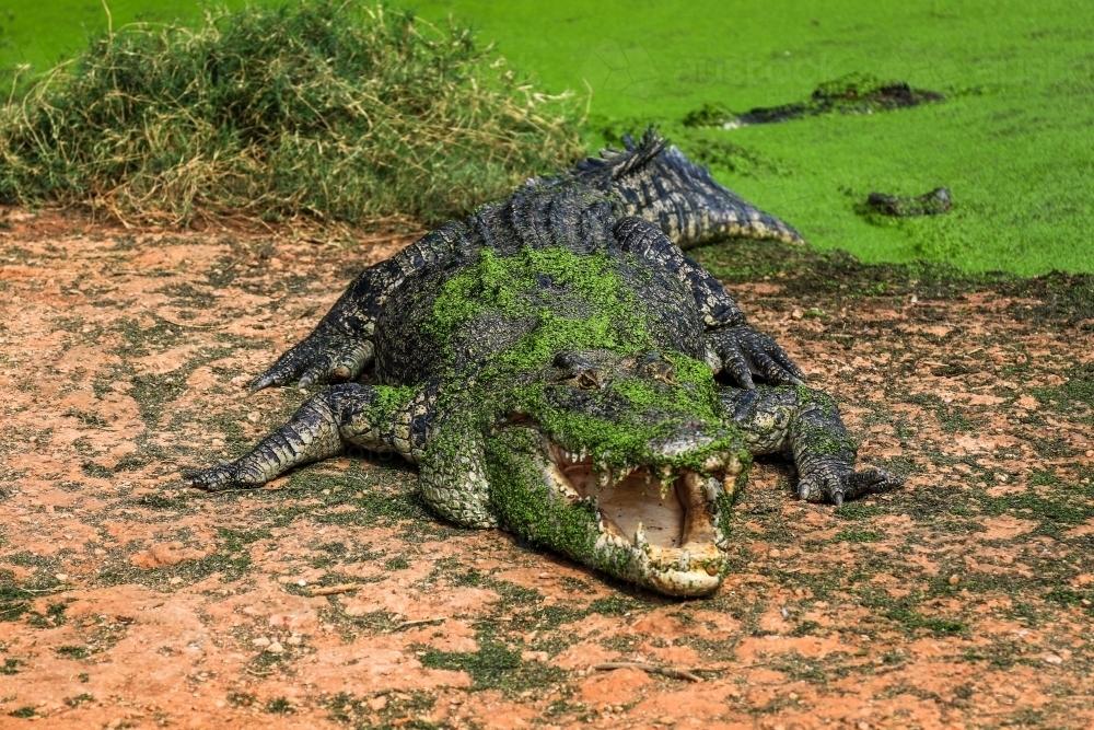 Crocodile on riverbank with mouth open - Australian Stock Image