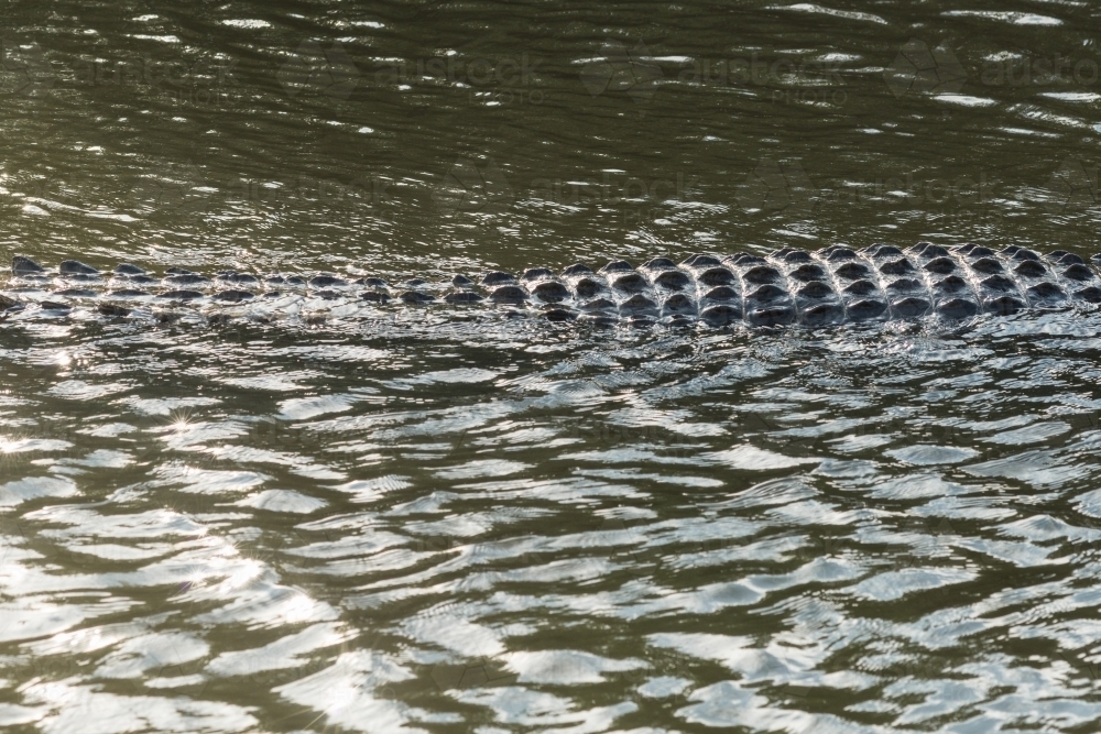 crocodile spine showing above water - Australian Stock Image