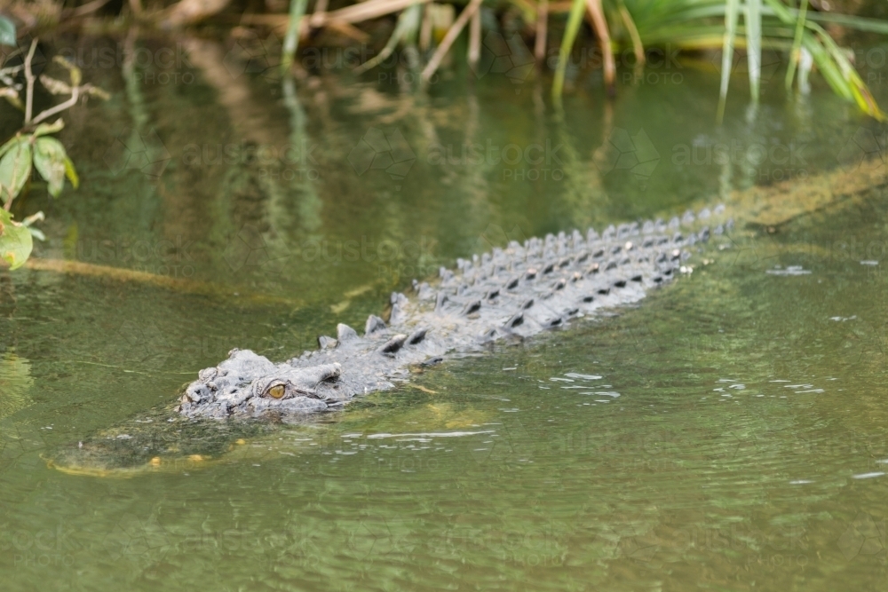 crocodile swimming in a waterway - Australian Stock Image