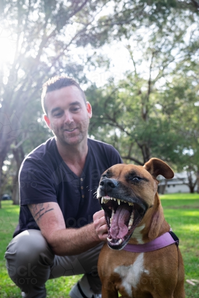 Cross breed large Dog and male owner sitting behind looking at dog - Australian Stock Image