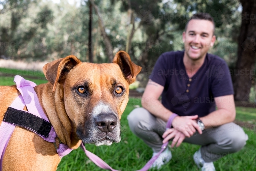 Cross breed large Dog and out of focus male owner sitting behind Smiling at dog - Australian Stock Image