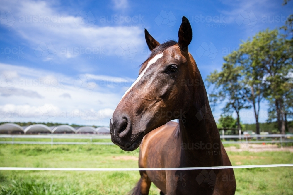 curious brown horse looking over an electric fence - Australian Stock Image