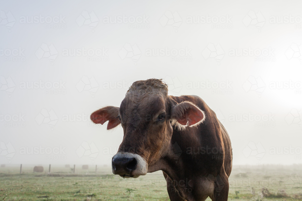 curious bull cow in misty foggy farm paddock on dewy autumn morning - Australian Stock Image