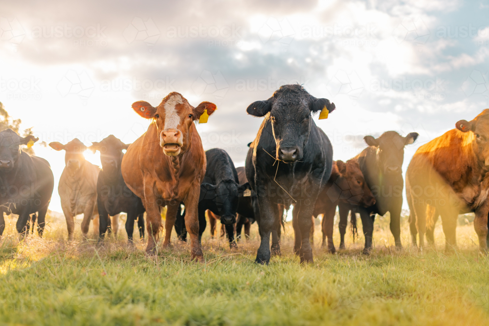 Curious cows in sunlit paddock in the afternoon - Australian Stock Image
