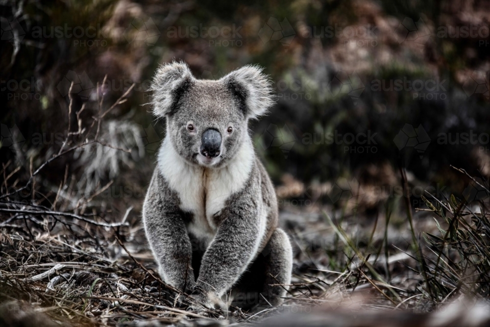Curious, healthy koala sitting on twiggy ground - Australian Stock Image