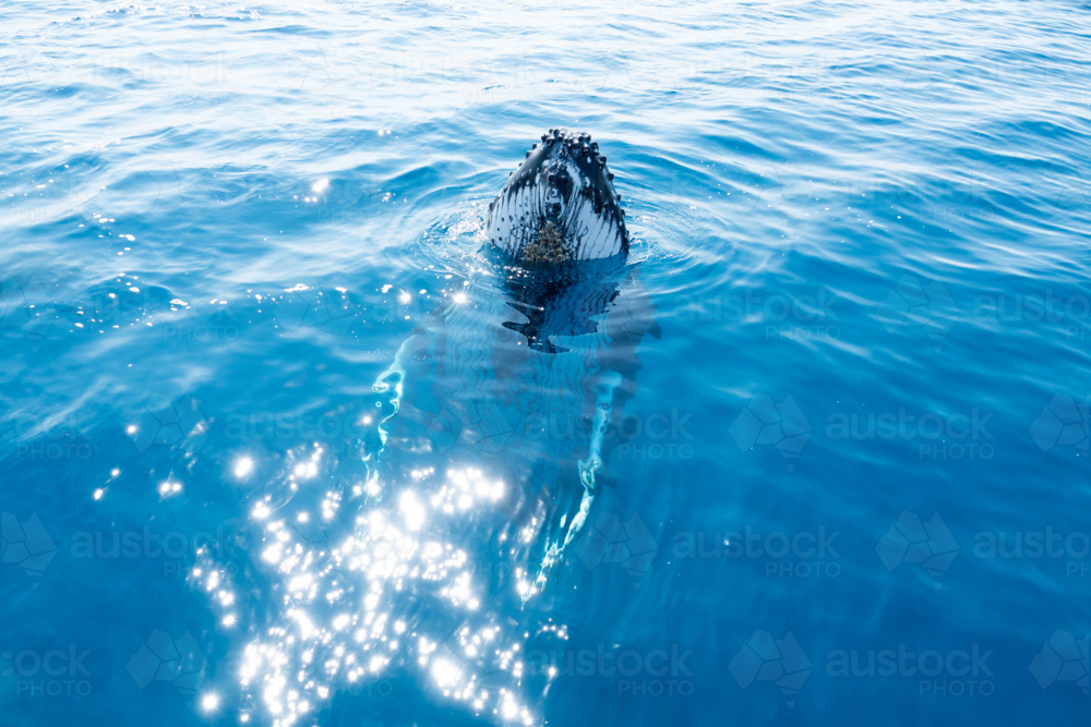 Curious Whale watching spectators. - Australian Stock Image