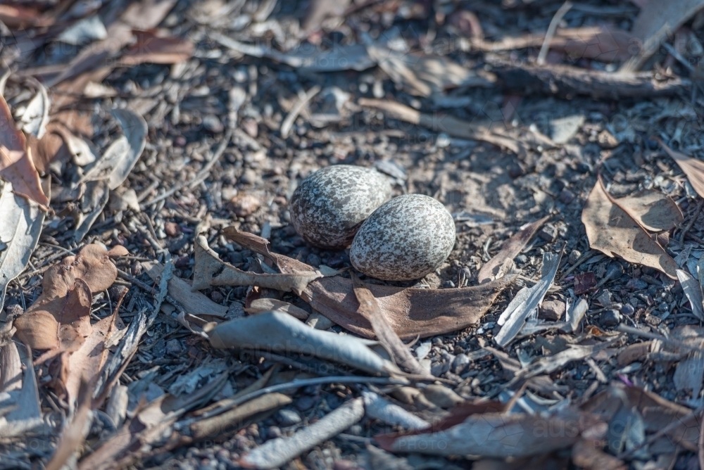 Curlew nest eggs - Australian Stock Image