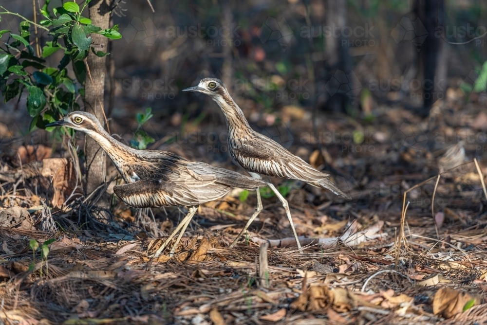 Curlews - Australian Stock Image