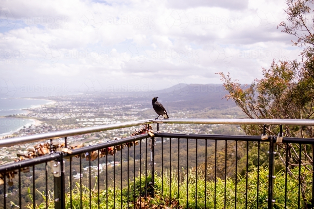 Currawong on a steel fence railing with a view of the city and the sea - Australian Stock Image