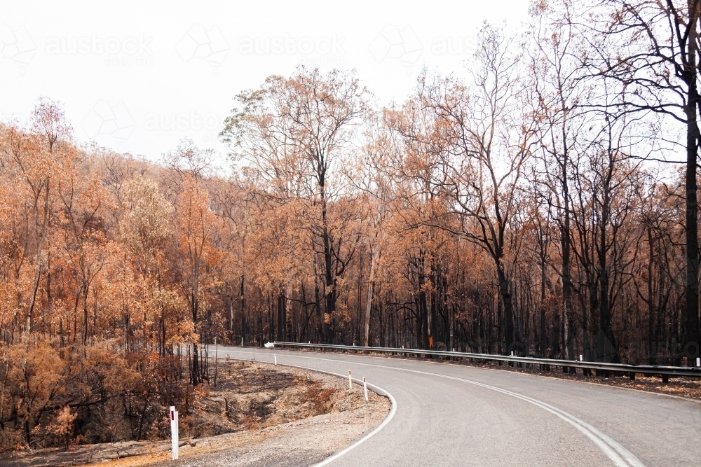 Curve in road with burnt killed trees on the roadside - Australian Stock Image
